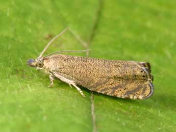 Dichrorampha baixerasana Trematerra adulte - �Philippe Mothiron