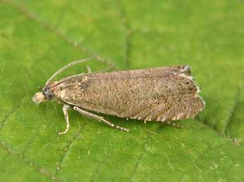 Dichrorampha baixerasana Trematerra adulte - �Philippe Mothiron