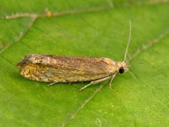 Eucosma balatonana Osth. adulte - �Philippe Mothiron