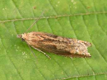 Eucosma balatonana Osth. adulte - �Philippe Mothiron