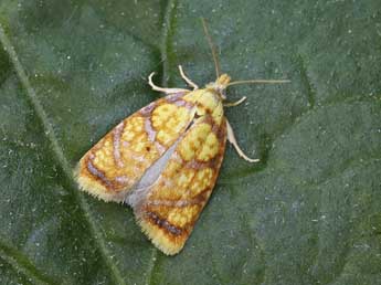 Acleris bergmanniana L. adulte - �Lionel Taurand