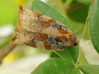 Archips betulana Hb. adulte - �Friedmar Graf