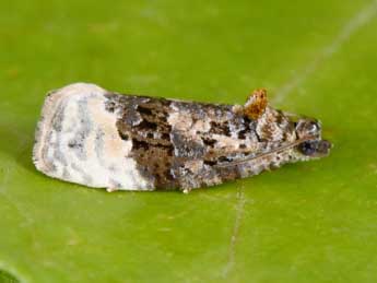 Apotomis betuletana Hw. adulte - �Philippe Mothiron