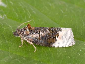 Apotomis betuletana Hw. adulte - �Philippe Mothiron