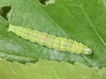  Chenille de Apotomis betuletana Hw. - �Philippe Mothiron
