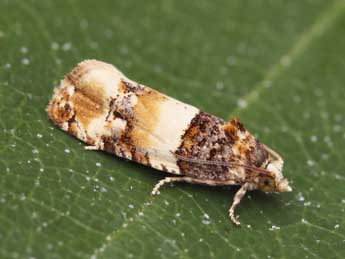 Lobesia bicinctana Dup. adulte - �Lionel Taurand