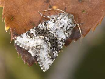 Hecatera bicolorata Hfn. adulte - �Philippe Mothiron