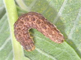  Chenille de Hecatera bicolorata Hfn. - �Philippe Mothiron