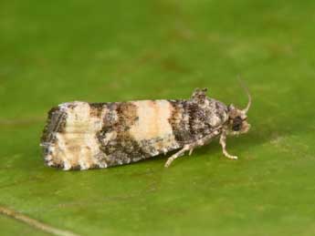 Piniphila bifasciana Hw. adulte - �Philippe Mothiron