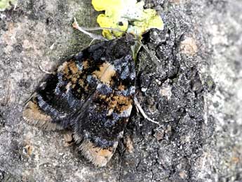 Spatalistis bifasciana Hb. adulte - �Dominique Halleux