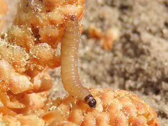  Chenille de Piniphila bifasciana Hw. - �Ruben Meert