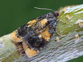 Spatalistis bifasciana Hb. adulte - �Patrick Clement