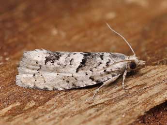 Epinotia bilunana Hw. adulte - �Lionel Taurand