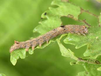  Chenille de Meganephria bimaculosa L. - �Philippe Mothiron