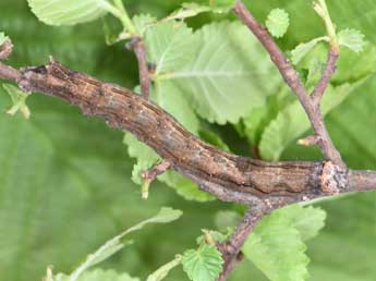  Chenille de Meganephria bimaculosa L. - �Philippe Mothiron