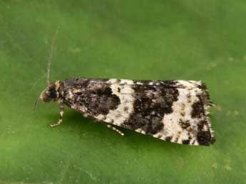 Argyroploce bipunctana F. adulte - �Philippe Mothiron