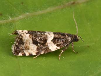 Argyroploce bipunctana F. adulte - �Philippe Mothiron