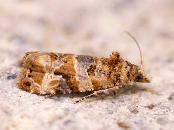 Lobesia botrana D. & S. adulte - �Lionel Taurand