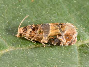 Lobesia botrana D. & S. adulte - �Philippe Mothiron