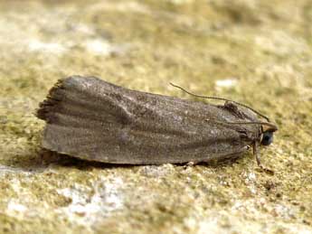 Pseudosciaphila branderiana L. adulte - �Nicole Lepertel