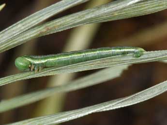  Chenille de Thera britannica Turner - �Philippe Mothiron