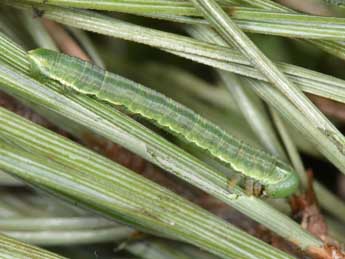  Chenille de Thera britannica Turner - �Philippe Mothiron