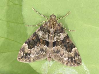 Thera britannica Turner adulte - �Philippe Mothiron