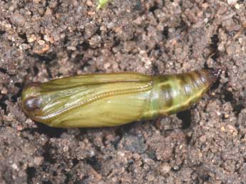  Chrysalide de Thera britannica Turner - �Philippe Mothiron