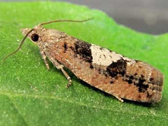 Epinotia brunnichana L. adulte - �Friedmar Graf