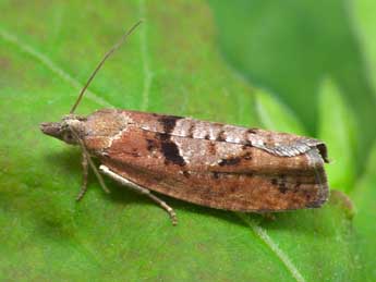Epinotia brunnichana L. adulte - �Patrick Clement