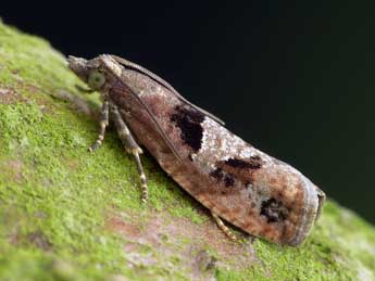 Epinotia brunnichana L. adulte - �Patrick Clement