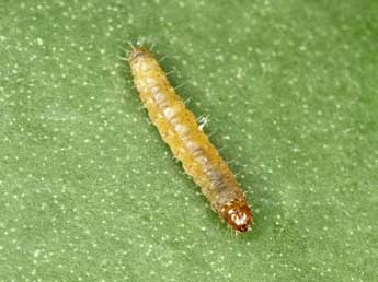  Chenille de Dichrorampha bugnionana Dup. - �J�rg Schmid