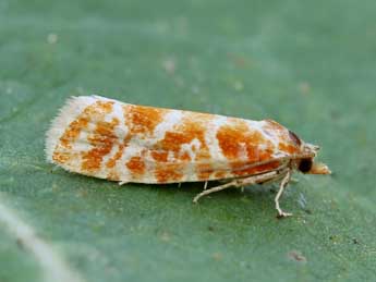 Rhyacionia buoliana D. & S. adulte - �Lionel Taurand