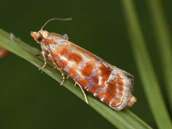 Rhyacionia buoliana D. & S. adulte - �Philippe Mothiron
