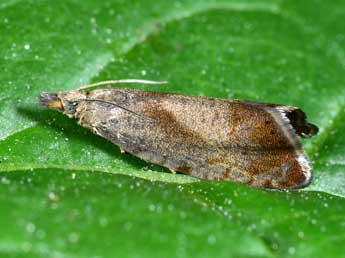 Dichrorampha cacaleana H.-S. adulte - �Michel Billard