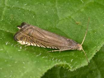 Grapholita caecana Schl�ger adulte - �Philippe Mothiron