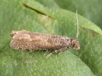 Pelochrista caecimaculana Hb. adulte - �Philippe Mothiron