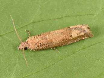 Pelochrista caecimaculana Hb. adulte - �Philippe Mothiron