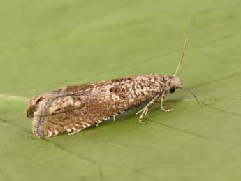 Pelochrista caecimaculana Hb. adulte - �Philippe Mothiron