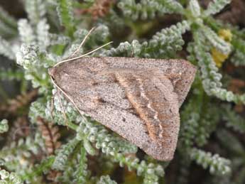 Chemerina caliginearia Rbr adulte - �Philippe Mothiron