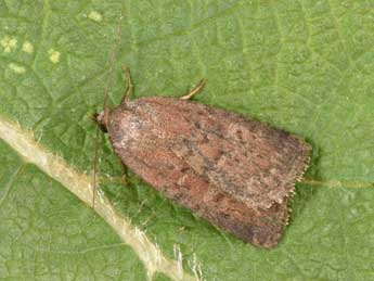 Acosmetia caliginosa Hb. adulte - �Philippe Mothiron