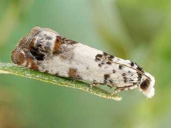 Eucosma campoliliana D. & S. adulte - �Friedmar Graf