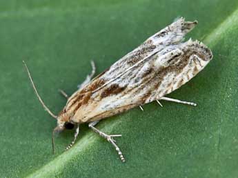 Eucosma cana Hw. adulte - �Lionel Taurand