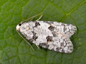 Eana canescana Gn. adulte - �Philippe Mothiron