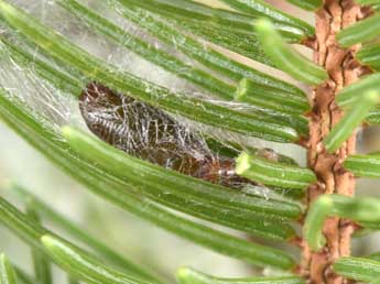  Chrysalide de Pungeleria capreolaria D. & S. - �Philippe Mothiron