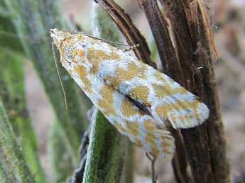 Eupoecilia cebrana Hb. adulte - �Friedmar Graf