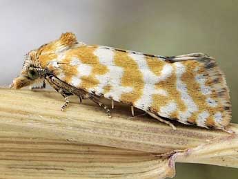 Eupoecilia cebrana Hb. adulte - �Friedmar Graf