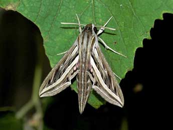 Hippotion celerio L. adulte - �Pascal Dereix