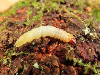  Chenille de Synanthedon cephiformis O. - �Ruben Meert