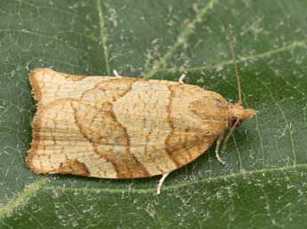 Pandemis cerasana Hb. adulte - �Lionel Taurand